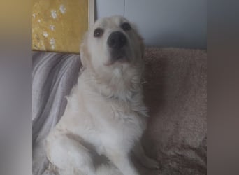 Betyár sanfter Kuvasz Retriever Mix mit freundlicher Seele