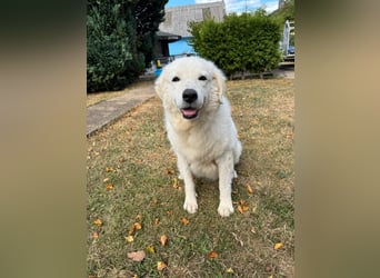 Suzy liebevolle freundliche Kuvasz Mischlingshündin