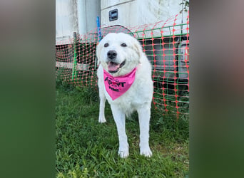 Suzy liebevolle freundliche Kuvasz Mischlingshündin