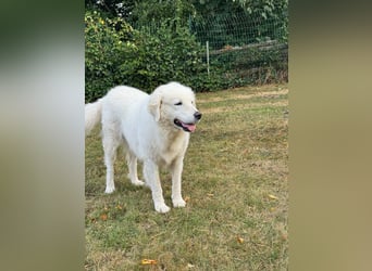 Suzy liebevolle freundliche Kuvasz Mischlingshündin