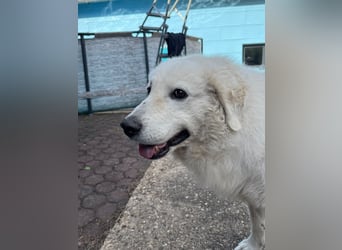 Suzy liebevolle freundliche Kuvasz Mischlingshündin