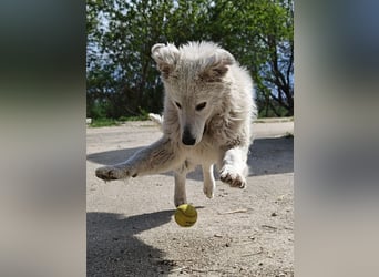 Akela jung mit klugem Kopf und großem Herz geb.01.04.2025