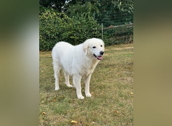 Suzy liebevolle freundliche Kuvasz Mischlingshündin