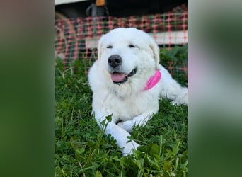 Suzy liebevolle freundliche Kuvasz Mischlingshündin