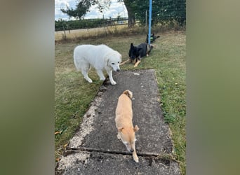 Suzy liebevolle freundliche Kuvasz Mischlingshündin
