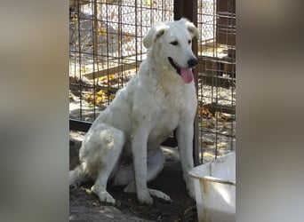 Akác freundliche Kuvasz-Mix Hündin