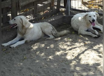 Arany liebe Kuvasz-Mischlingshündin