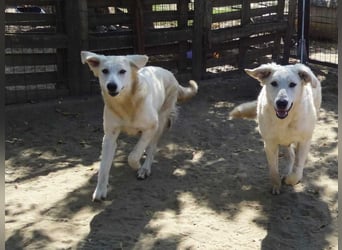 Arany liebe Kuvasz-Mischlingshündin
