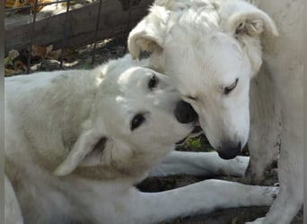 Akác freundliche Kuvasz-Mix Hündin
