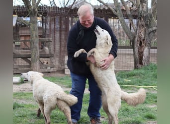 Arany liebe Kuvasz-Mischlingshündin
