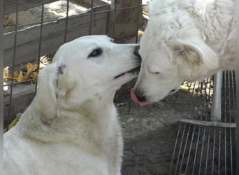 Akác freundliche Kuvasz-Mix Hündin