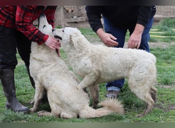 Akác freundliche Kuvasz-Mix Hündin