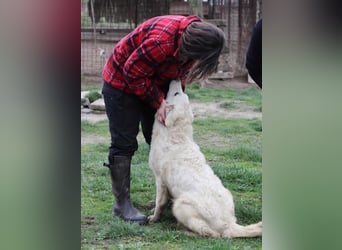 Arany liebe Kuvasz-Mischlingshündin