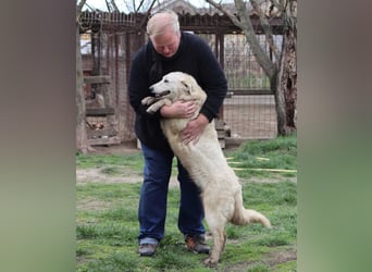 Arany liebe Kuvasz-Mischlingshündin