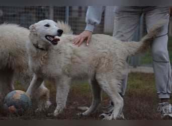 Liebe Bojka sucht ihr Zuhause