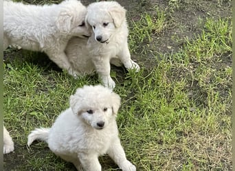 Kuvasz Welpen von Mai 2026