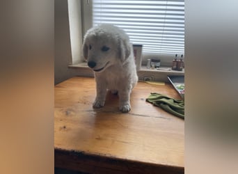 Kuvasz Welpen von Mai 2026