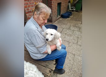 Kuvasz Welpen von Mai 2026