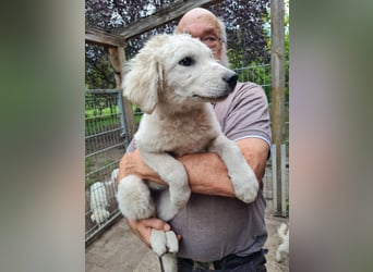 Kuvasz Welpen von Mai 2026