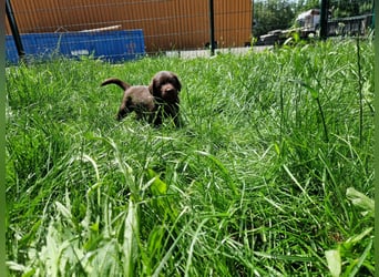 Labradoodle F1 Schokobraun