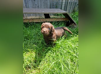 Labradoodle F1 Schokobraun