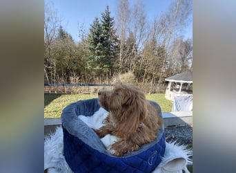Wunderschöne Labradoodle F1b Welpen mit Ahnentafel