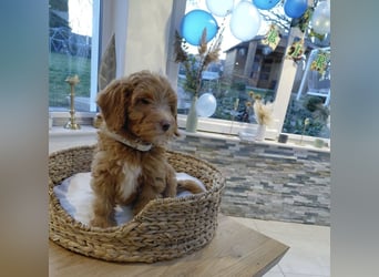 Wunderschöne Labradoodle F1b Welpen mit Ahnentafel