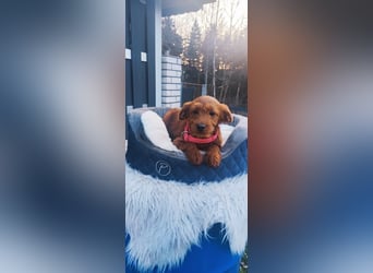 Wunderschöne Labradoodle F1b Welpen mit Ahnentafel