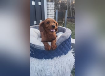Wunderschöne Labradoodle F1b Welpen mit Ahnentafel