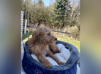 Wunderschöne Labradoodle F1b Welpen mit Ahnentafel