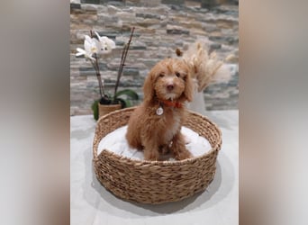Wunderschöne Labradoodle F1b Welpen mit Ahnentafel