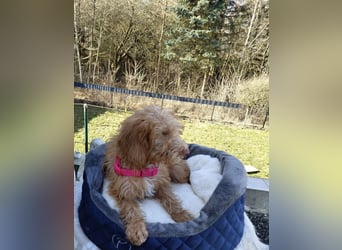 Wunderschöne Labradoodle F1b Welpen mit Ahnentafel