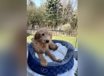 Wunderschöne Labradoodle F1b Welpen mit Ahnentafel