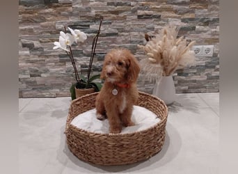 Wunderschöne Labradoodle F1b Welpen mit Ahnentafel