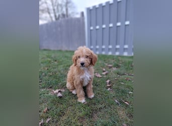 Wunderschöne Labradoodle F1b Welpen mit Ahnentafel