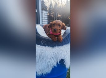 Wunderschöne Labradoodle F1b Welpen mit Ahnentafel