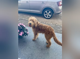 Apricot Labradoodle F1 Welpen in medium aus familiärer Zucht