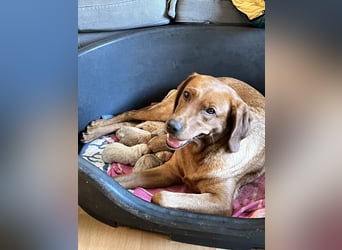 Apricot Labradoodle F1 Welpen in medium aus familiärer Zucht