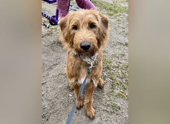 Apricot Labradoodle F1 Welpen in medium aus familiärer Zucht