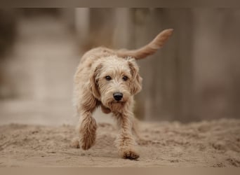 Apricot Labradoodle F1 Welpen in medium aus familiärer Zucht