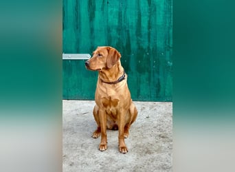 Apricot Labradoodle F1 Welpen in medium aus familiärer Zucht