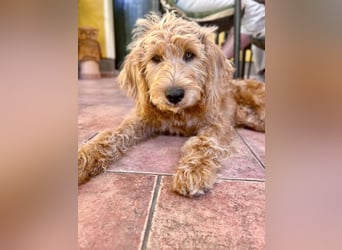 Apricot Labradoodle F1 Welpen in medium aus familiärer Zucht