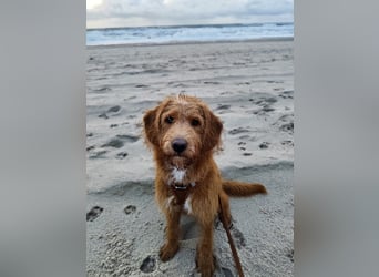 Apricot Labradoodle F1 Welpen in medium aus familiärer Zucht