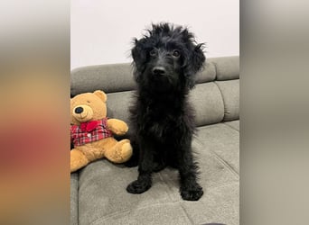 TEO verspielter ca. 5-6 mon. Labradoodle-teenager sucht Familie