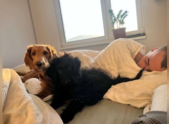 TEO verspielter ca. 5-6 mon. Labradoodle-teenager sucht Familie