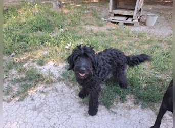 AMOR ca. 2 J. Labradoodlerüde , unsicher ,ideal als 2.Hund