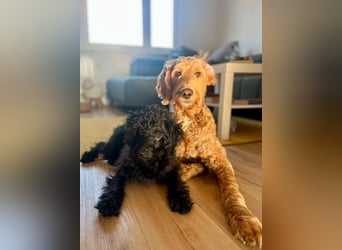 TEO verspielter ca. 5-6 mon. Labradoodle-teenager sucht Familie