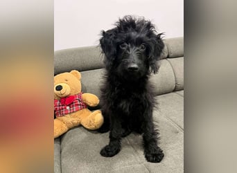 TEO verspielter ca. 5-6 mon. Labradoodle-teenager sucht Familie