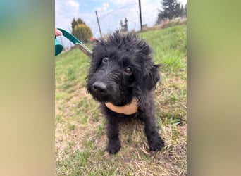 TEO verspielter ca. 5-6 mon. Labradoodle-teenager sucht Familie