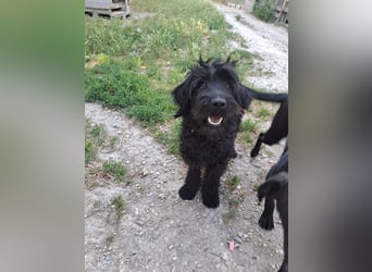 AMOR ca. 2 J. Labradoodlerüde , unsicher ,ideal als 2.Hund